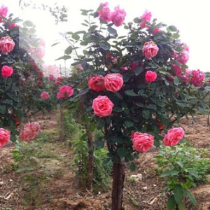 泽伟月季树花海
