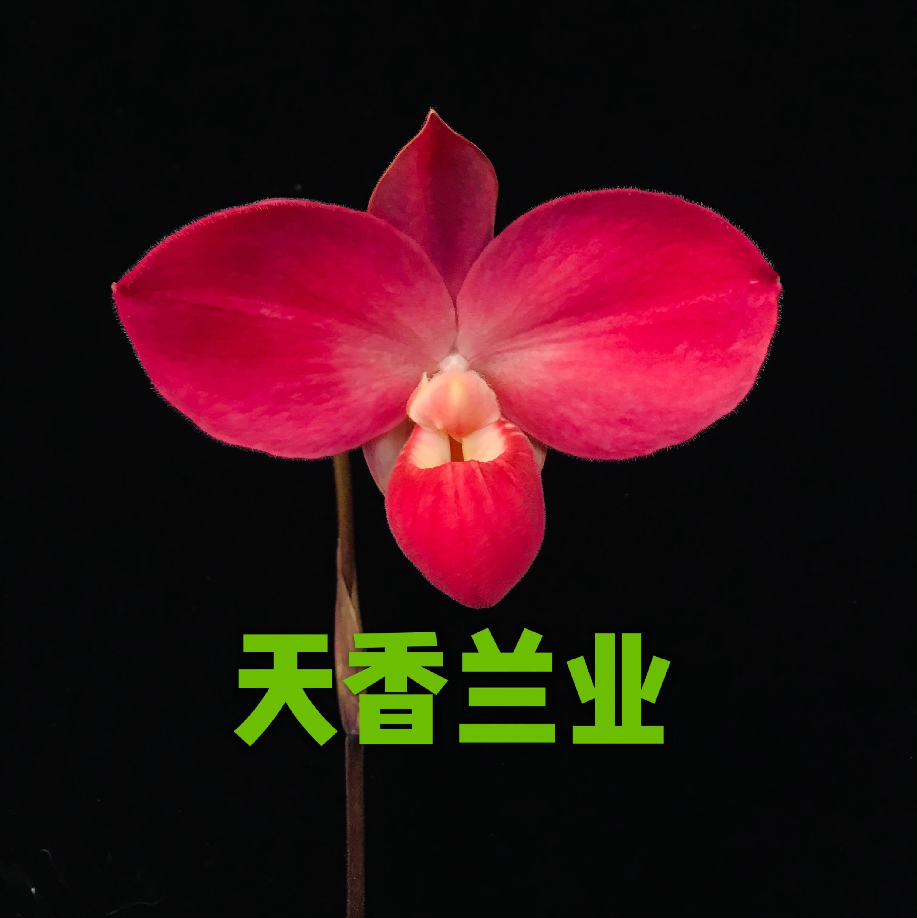 天香兰业