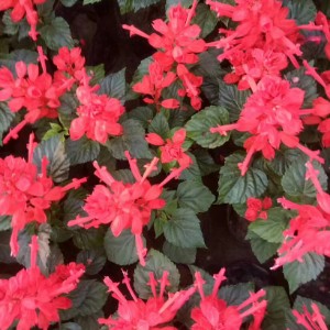 鄢陵花卉