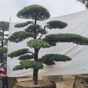 龙海市九湖镇御景园林场