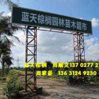 珠海市蓝天棕榈园林苗木基地