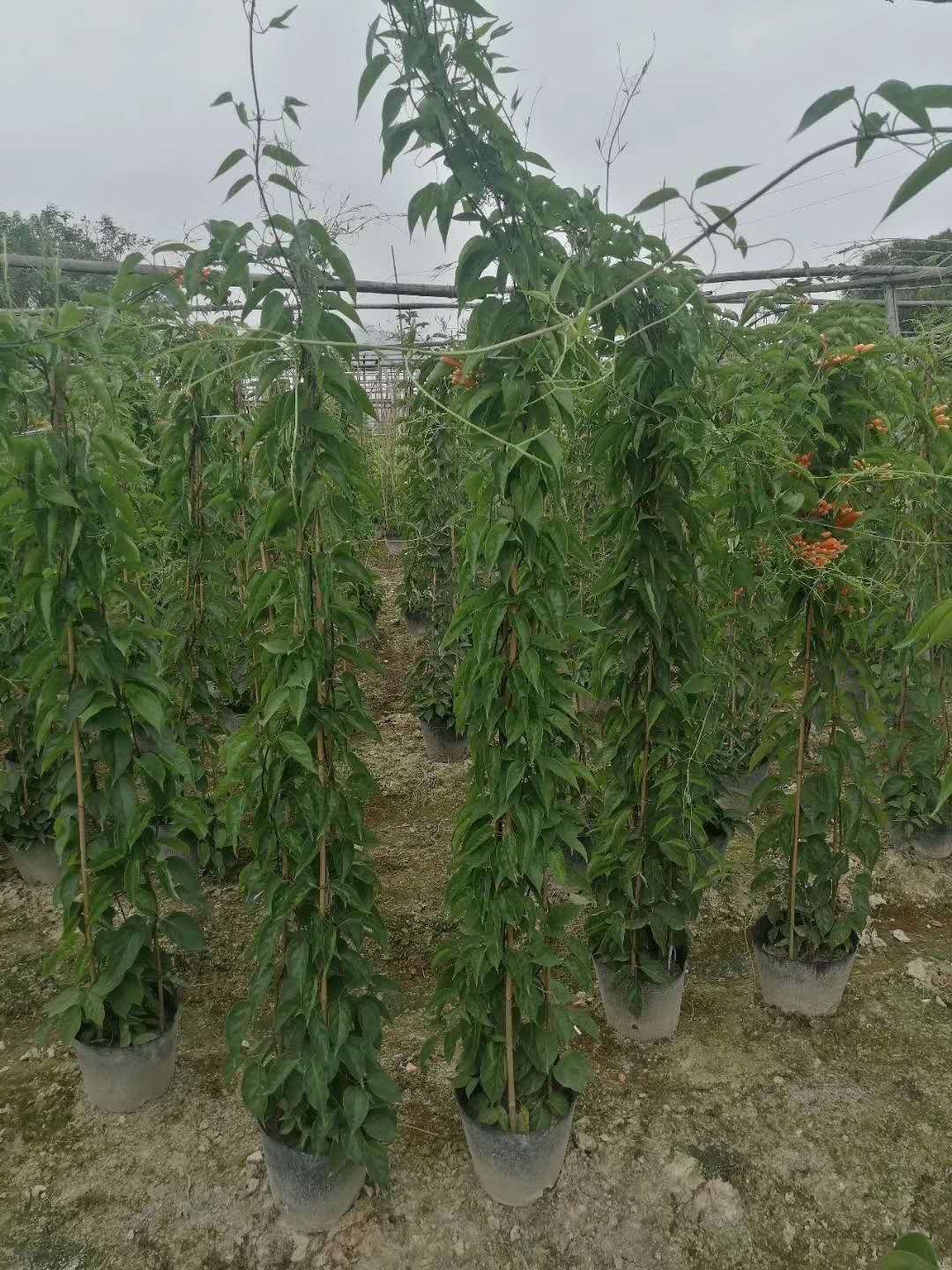 韵绿园林