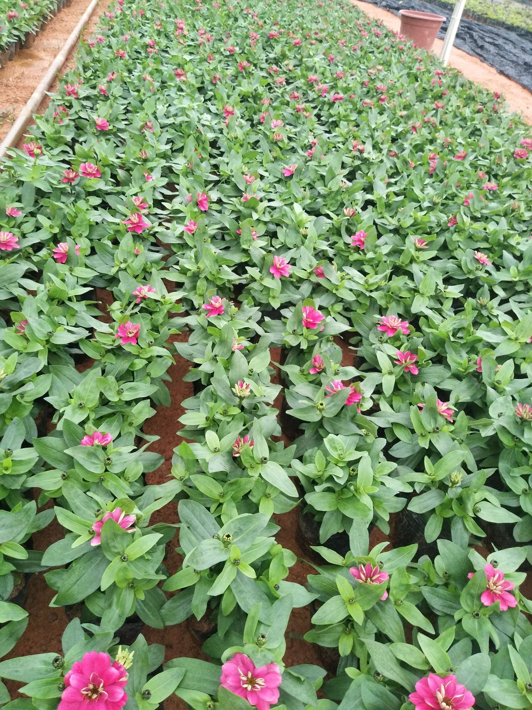 广虹时花