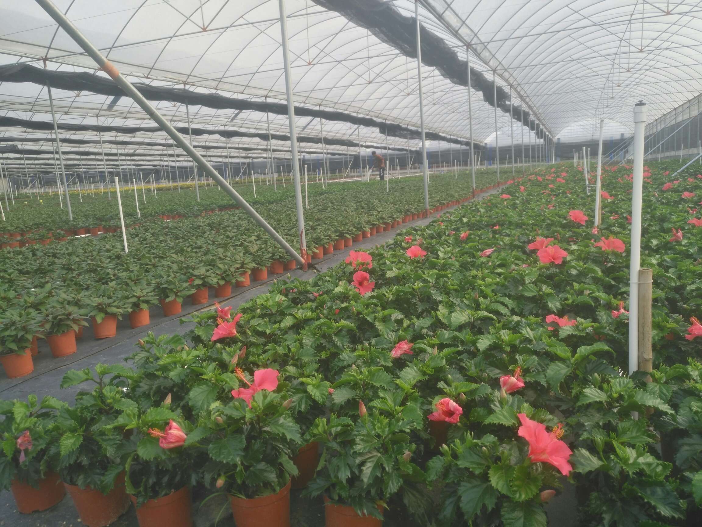 芳华苑花木场