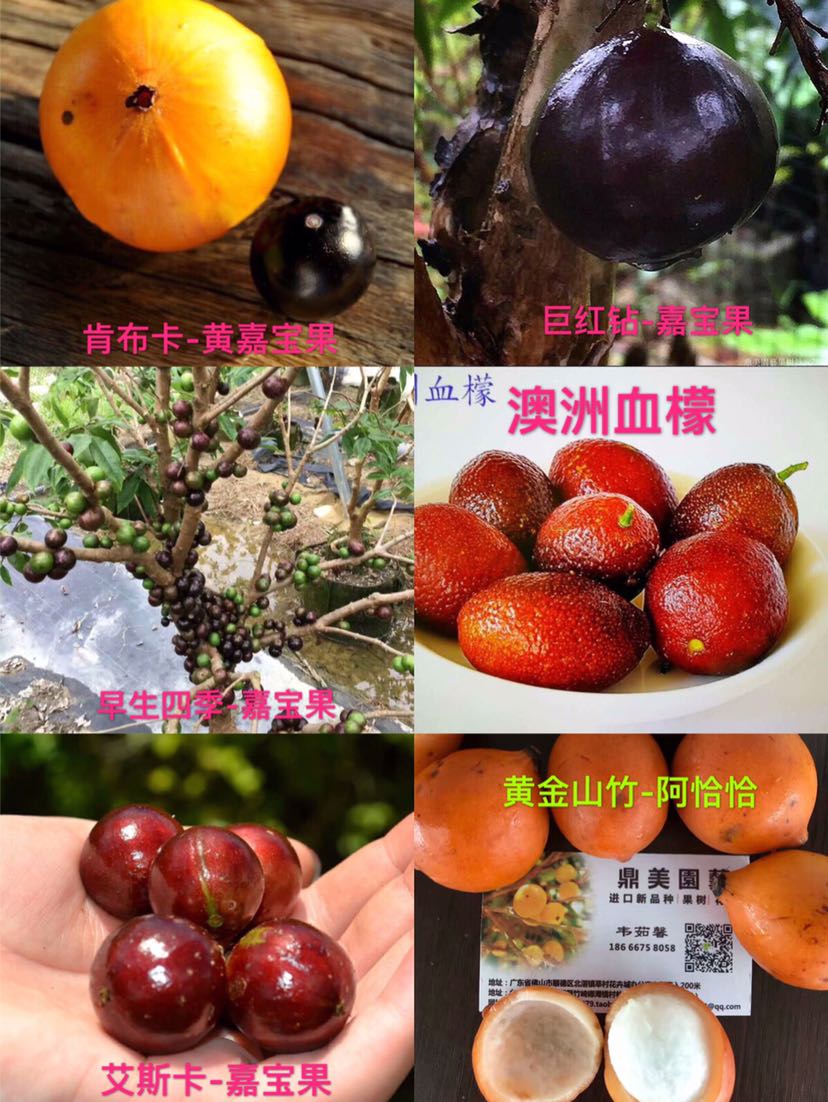 佛山市鼎美农业发展有限公司