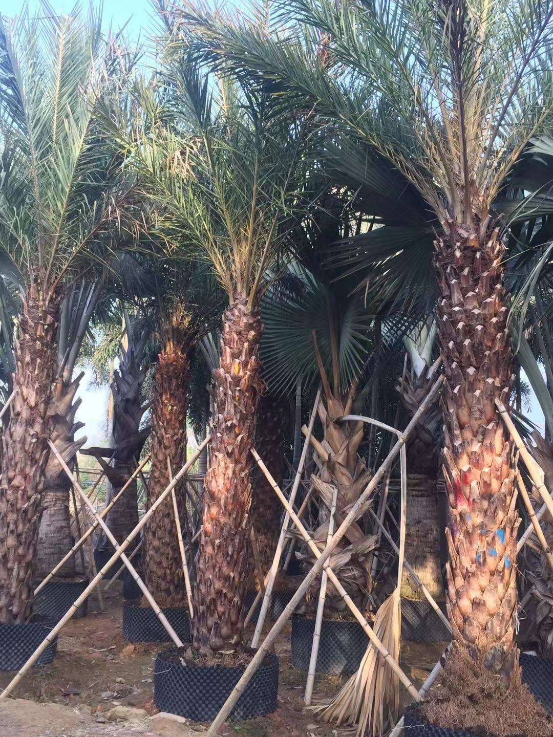 龙海市九湖胜锋园艺场