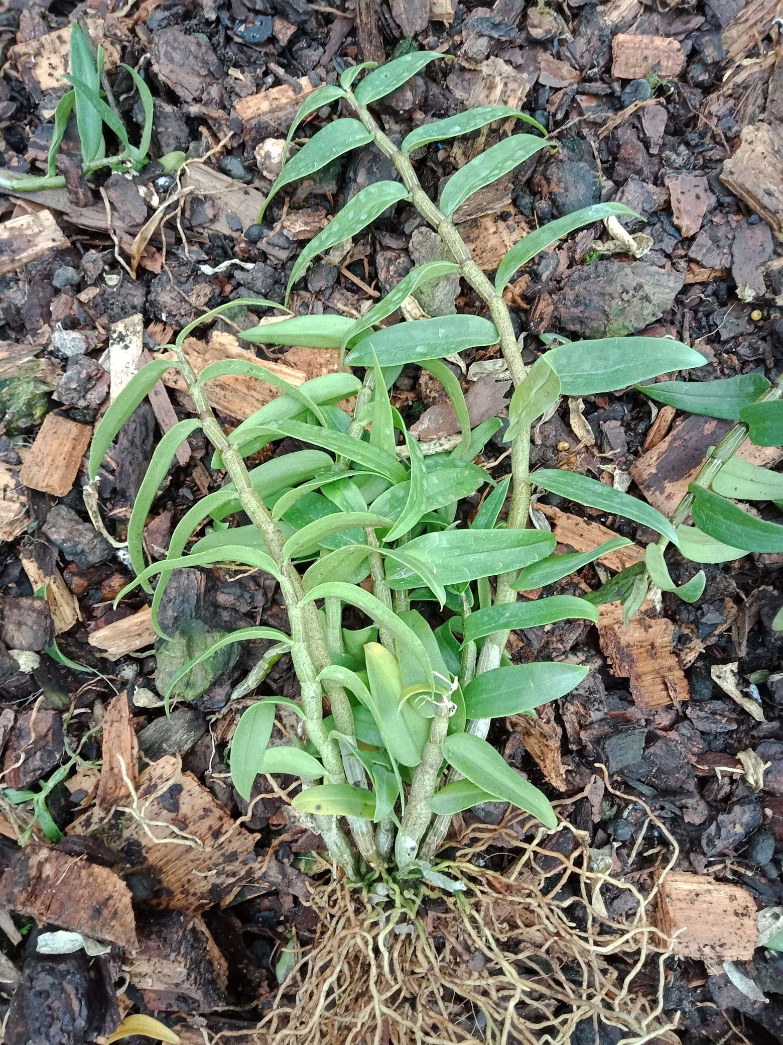 乐清市大荆锦湖石斛厂