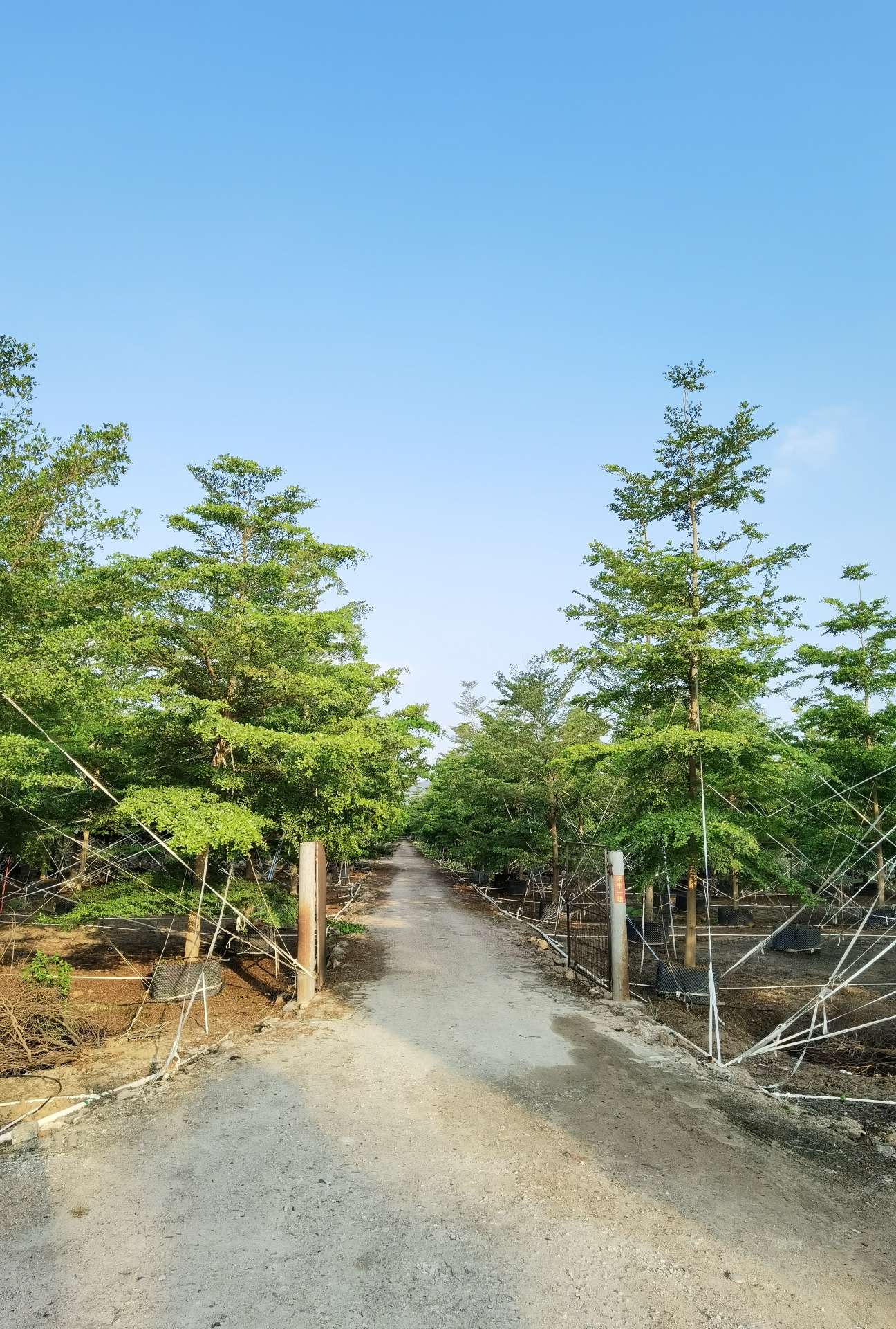 中山市禾丰花木场