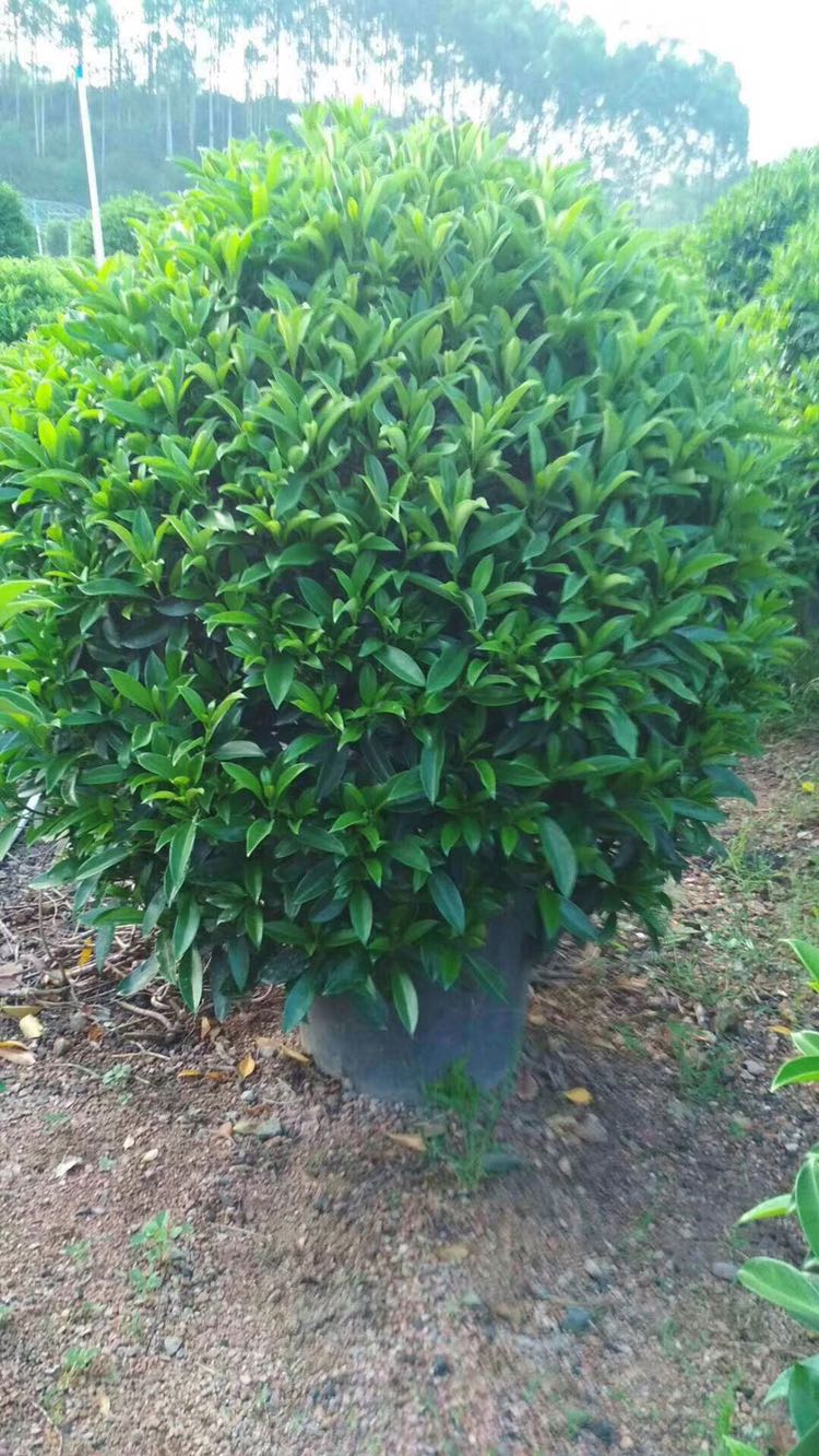佛山辉腾苗木