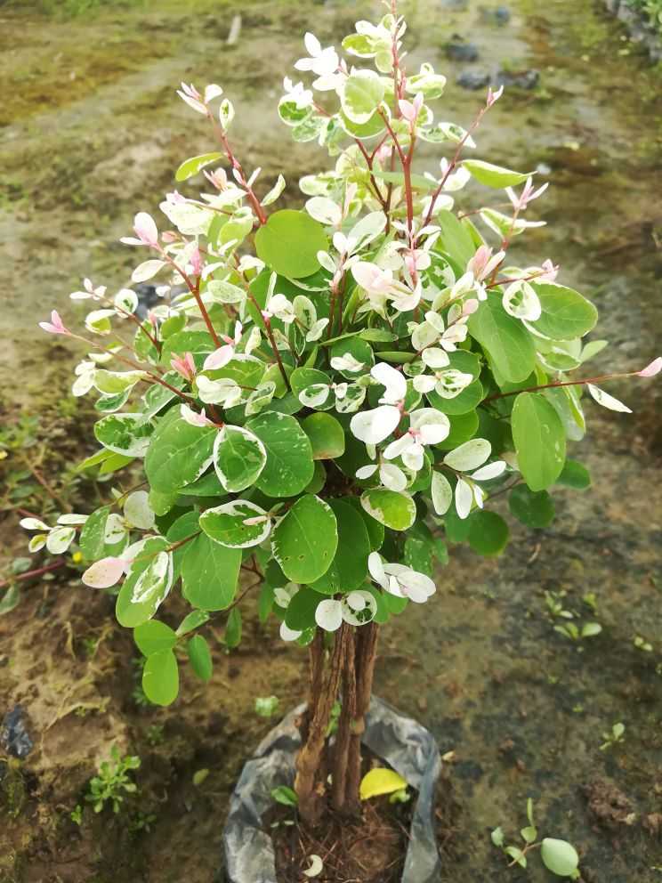 李淇花场