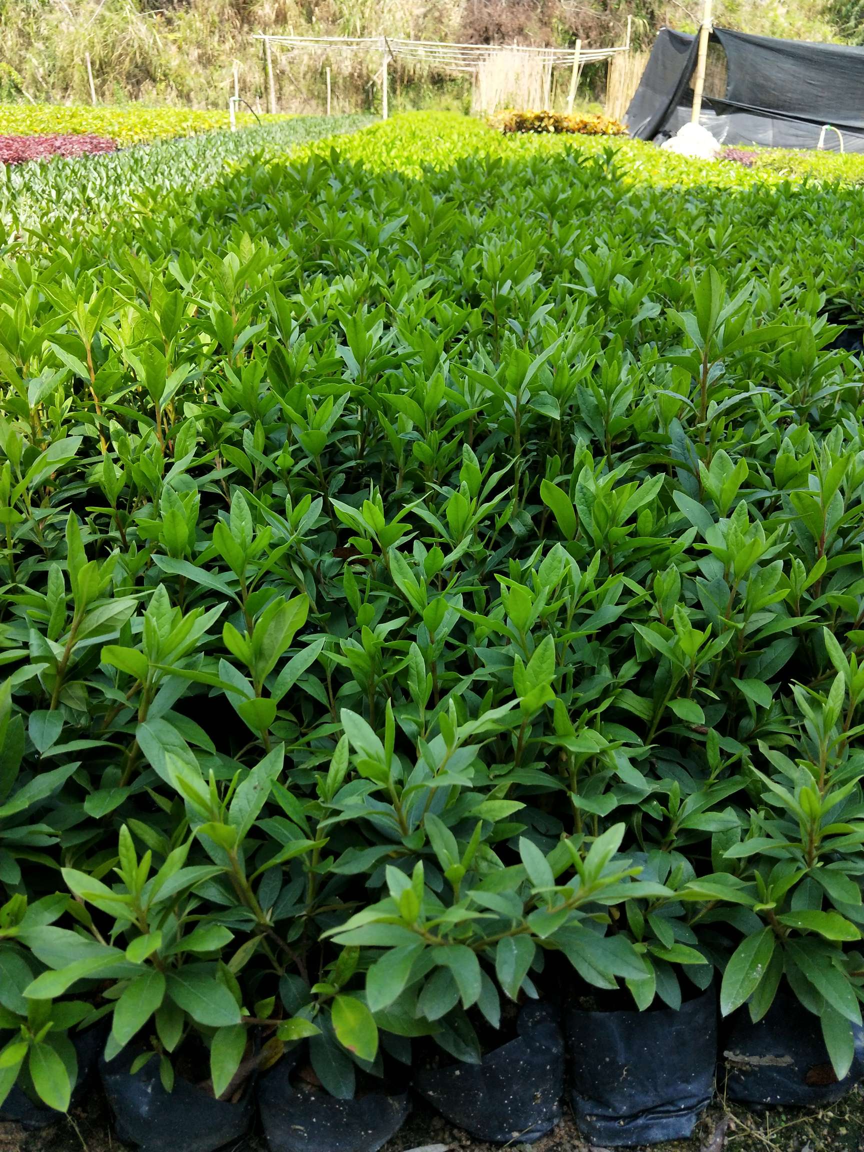 福建漳州花卉种植场