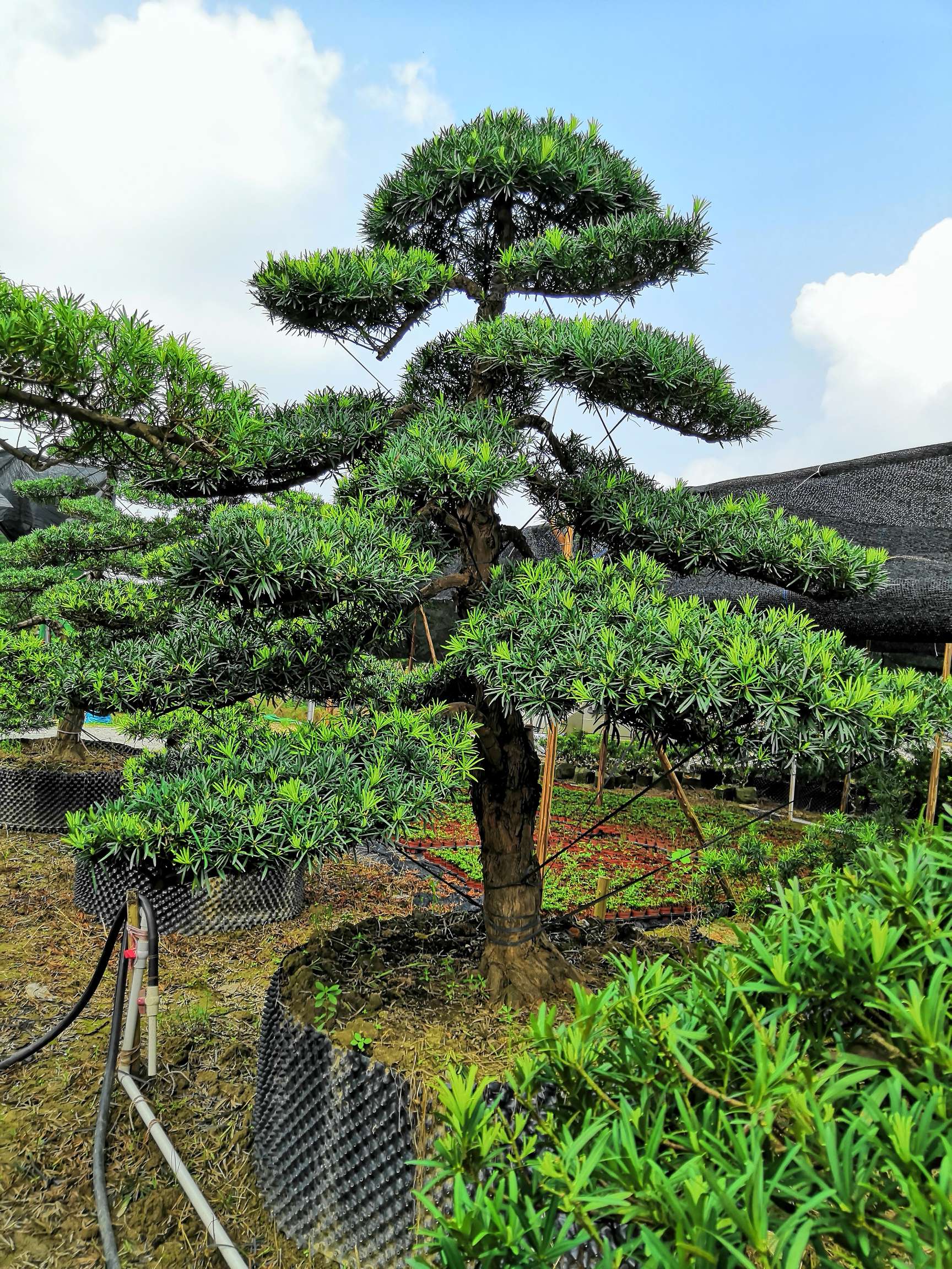咏松艺世