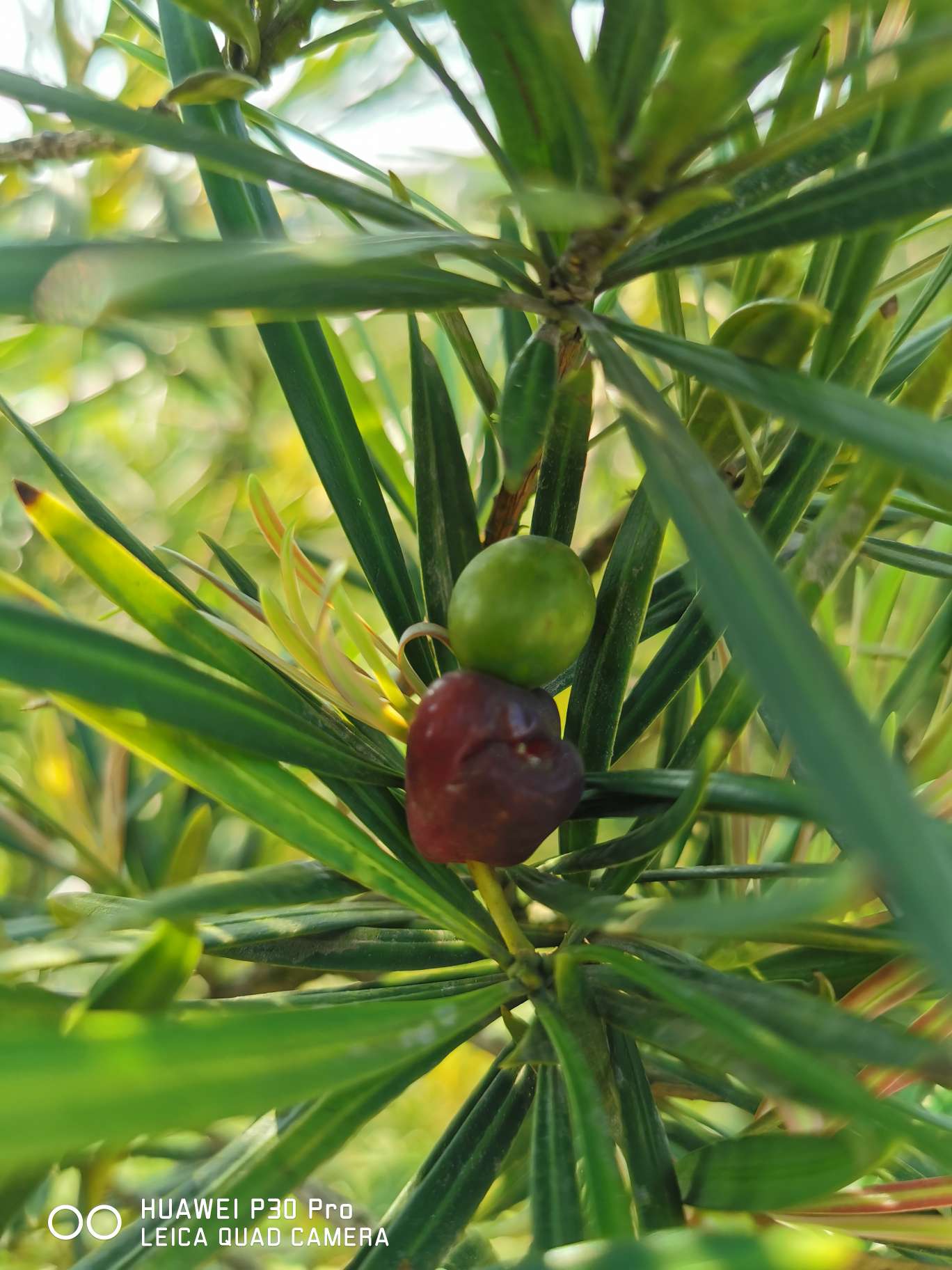 新兴县车岗镇松桂园种植中心