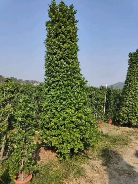 贵林园林苗木有限公司