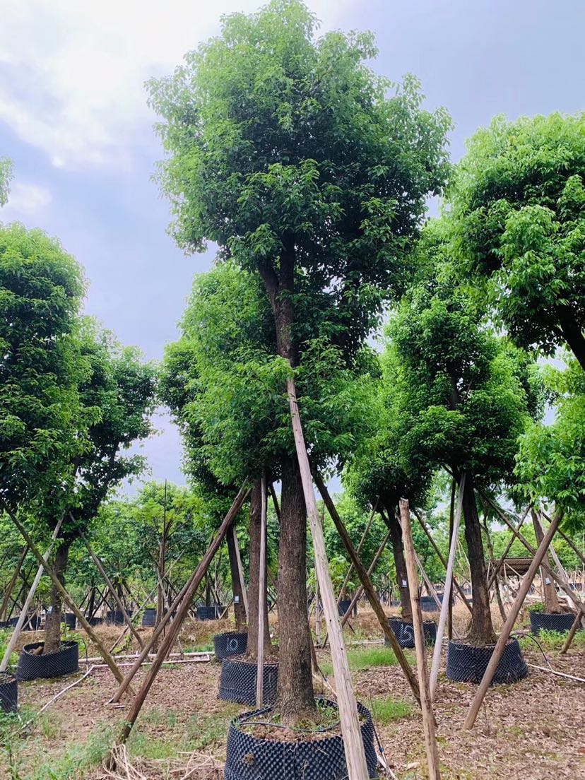 中山市横栏信誉花木场