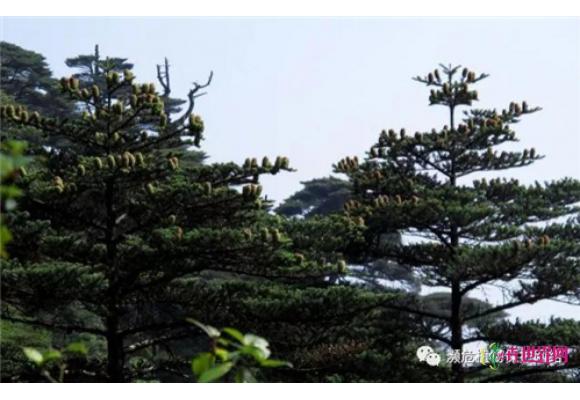 只分布在广西的“植物界熊猫” 被评估为“极危”