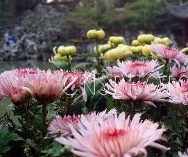 江苏：苏州园林菊花展亮相狮子林
