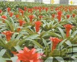 河南：发展花卉特色产业 建设生态和谐许昌