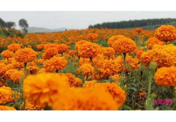 淘金地:电商驱动 沭阳花木业换挡升级 淘金地:电商驱动 沭阳花木业换挡升级