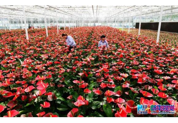 天津:探访我国北方最大高档花卉研发生产基地 天津:探访我国北方最大高档花卉研发生产基地