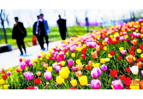 北京国际鲜花港郁金香节开幕 郁金香丛进花期