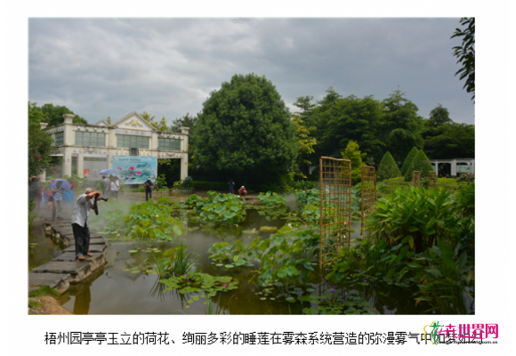 柳州园博园第四届水生花卉展启幕