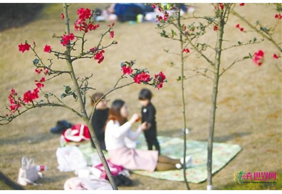 重庆:春光无限好 山城春意闹 重庆:春光无限好 山城春意闹