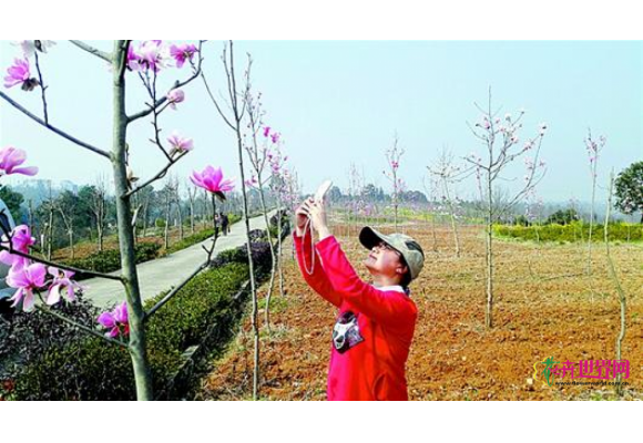 三峡植物园是宜昌城的绿色宝地 珍稀濒危植物的摇篮
