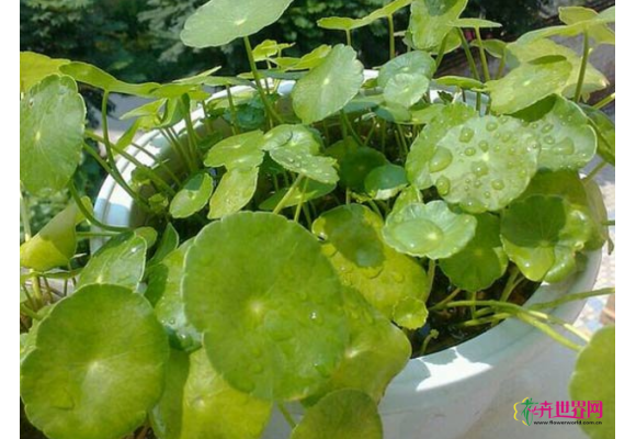 铜钱草叶子发黄（经验）