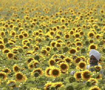 印度：向日葵“花海”