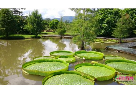 中科院西双版纳热带植物园 园林新秀长柱开口箭 中科院西双版纳热带植物园 园林新秀长柱开口箭