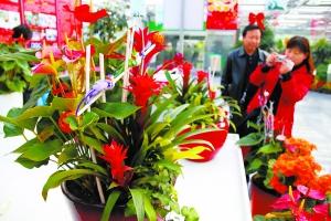 年宵花流行“混搭” 名字带着喜气(图)