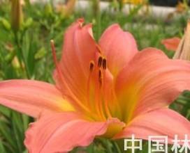 450个萱草品种集中亮相北京植物园