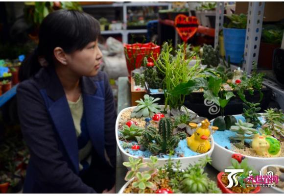 乌鲁木齐：渐入冬季花市花卉盆栽销售升温
