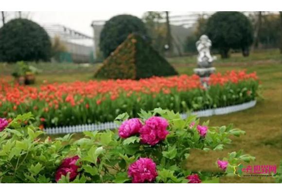成都:花卉展牡丹与郁金香同时绽放同园竞艳 成都:花卉展牡丹与郁金香同时绽放同园竞艳
