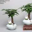 回萌（发财树）