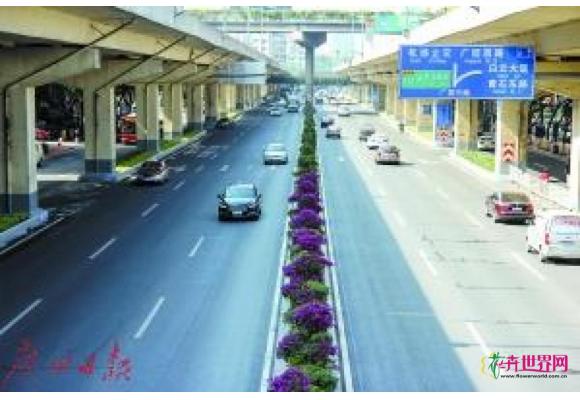 绿化精心布置 “凌云花径”让广园中路秒变美美哒