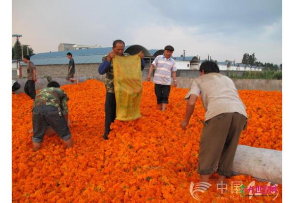 云南：万寿菊为泸西农户创收1000余万元