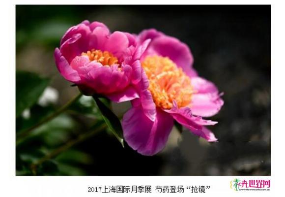 2017上海国际月季展 芍药登场“抢镜”