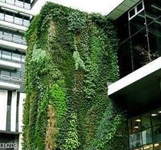 绿墙：越来越成功的“植物建筑” 流行于世界各地（图）