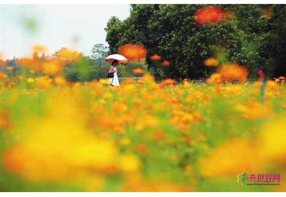 万宁兴隆国家绿道 村庄“花海”散发别样魅力