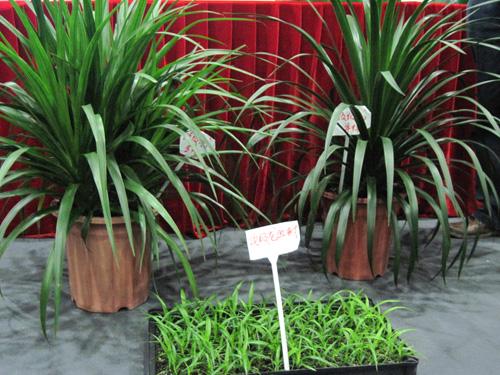 2009IPM植物展系列报道 —— “顶级龙血树”亮相IPM