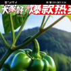 云南树辣子