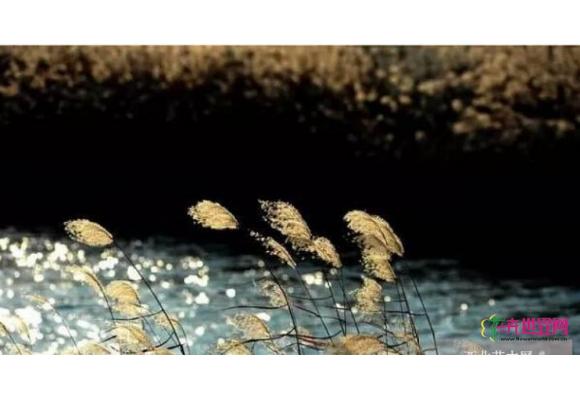 杭州湾湿地“芦花节”开幕