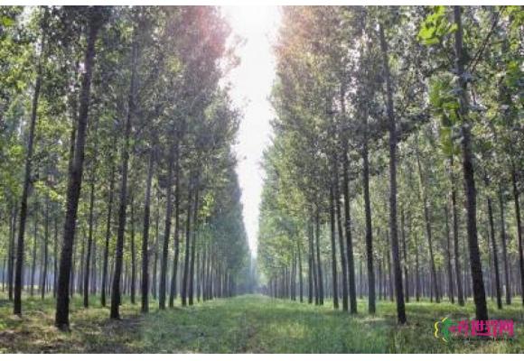 集体林权改革临近 林农增收在望 集体林权改革临近 林农增收在望