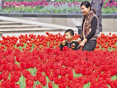 萧山花卉展对外开放 40万郁金香绽放广场