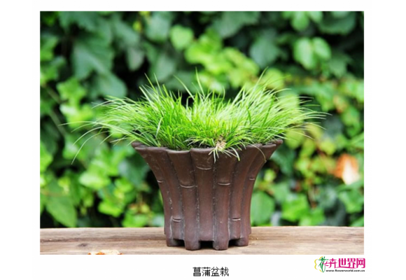 浙江慈溪：中草药盆栽走俏“端午”市场