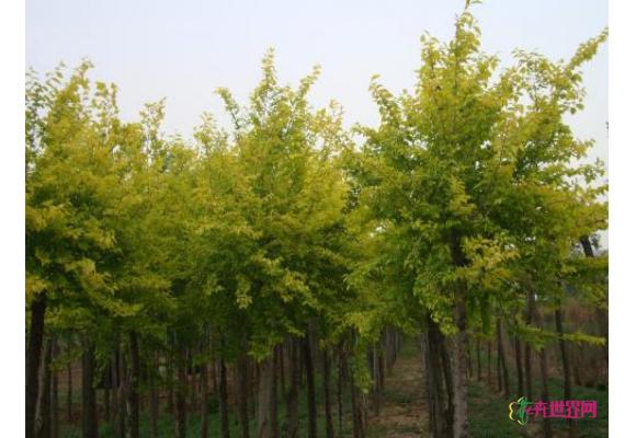 浙江岱山：种植新树种 景区更“养眼”