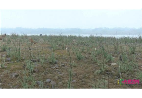极度濒危植物“疏花水柏枝”现身长江