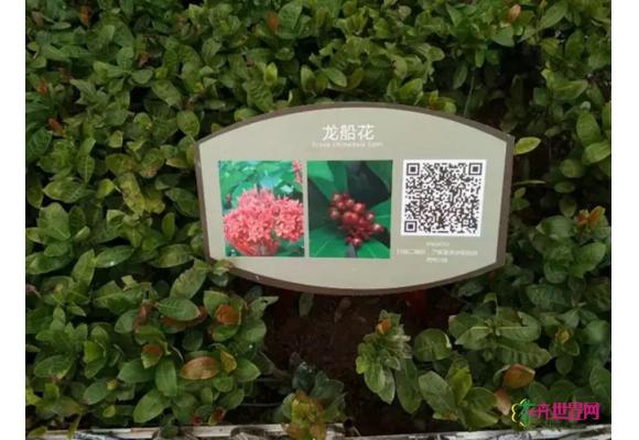 “扫一扫”就能清楚地知道绿植的“前世今生”? “扫一扫”就能清楚地知道绿植的“前世今生”?